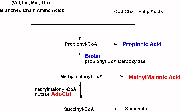 MMACoA mutase activity