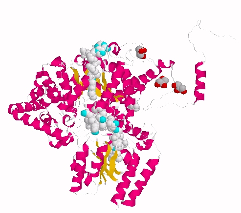 AdoCbl-MMACoA complex