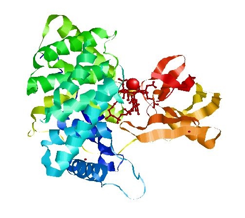 Transcobalamin-bound B12